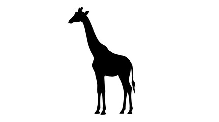 Fototapeta premium National Wildlife Day African Giraffe Silhouette on White Background