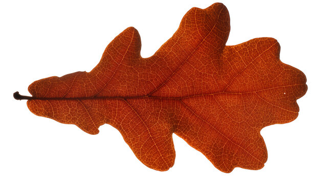 Detailed brown oak leaf with visible veins, isolated on transparent background