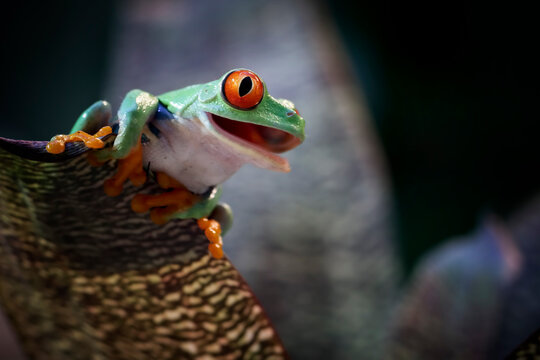 Red-eyed tree frog closeup on leaves, Red-eyed tree frog (Agalychnis callidryas) closeup, Exotic animal of rain forest