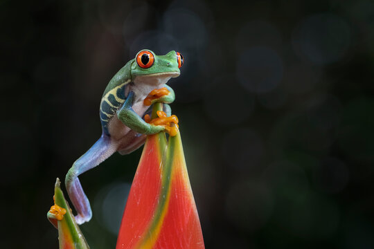 Red-eyed tree frog climbing on dwarf jamaican heliconia flower, Red-eyed tree frog (Agalychnis callidryas) closeup on flower, Green tree frog dwarf jamaican heliconia flower