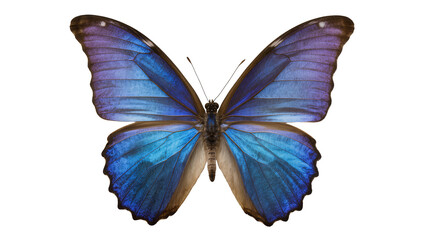 Vibrant blue and purple morpho butterfly with intricate wing patterns, isolated on transparent background © Luca