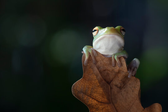 a Juvenile White-lipped tree frog (Litoria infrafrenata) on dry leaf, White-lipped tree frog (Litoria infrafrenata) closeup branch, Indonesian rainforest tree frog