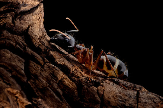 Black head Banded Sugar Ant (Camponotus consobrinus) closeup isolated on wood, Closeup Banded Sugar Ants (Camponotus consobrinus) isolated on black background