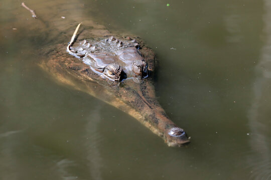 Close-up head False Gharial (Tomistoma schlegelii) Resting on a Floating Log in Freshwater Habitat