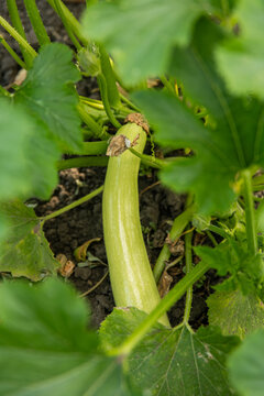 Fresh green zucchini growing on plant branch in garden, organic courgette vegetable on agricultural field before harvest concept