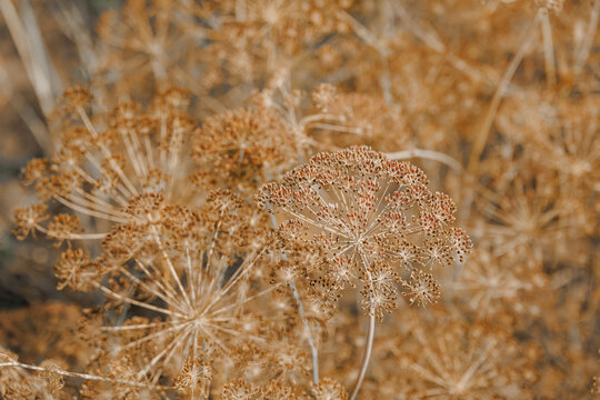 Dry dill plant with seed heads umbrella in garden, dried Anethum graveolens herb for spice harvest and gardening concept