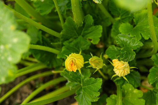Fresh yellow zucchini flower blossom on green plant branch, edible courgette bloom for gourmet cooking and gardening concept