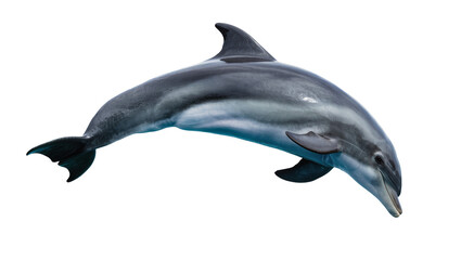 Striped dolphin swimming gracefully, isolated on transparent background © Viktor