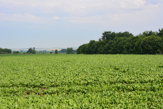 Green Crop Field of sugar beets in Agricultural Landscape