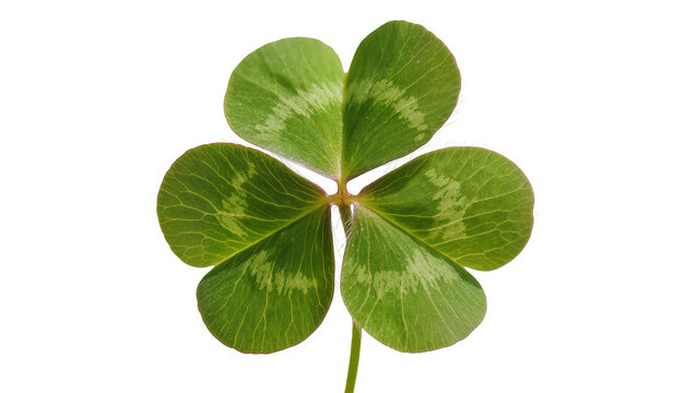 Green four-leaf clover with detailed veins, isolated on transparent background