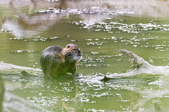 Nutria auf einem Stamm