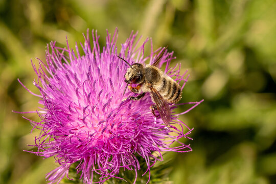 Male hairy-footed leafcutter bee (Megachile lagopoda) feeding on a common thistle (Cirsium vulgare) in summer