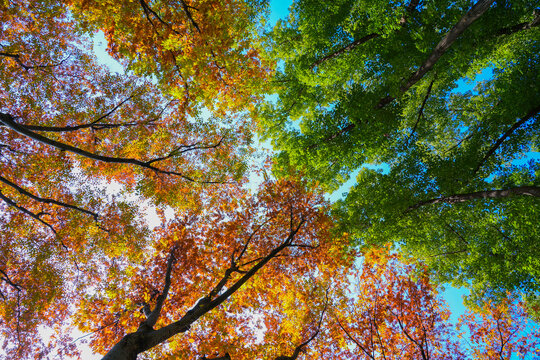 Low angle upward view of trees with half green and half autumn orange foliage against clear blue sky, contrasting seasonal leaves canopy natural scenery