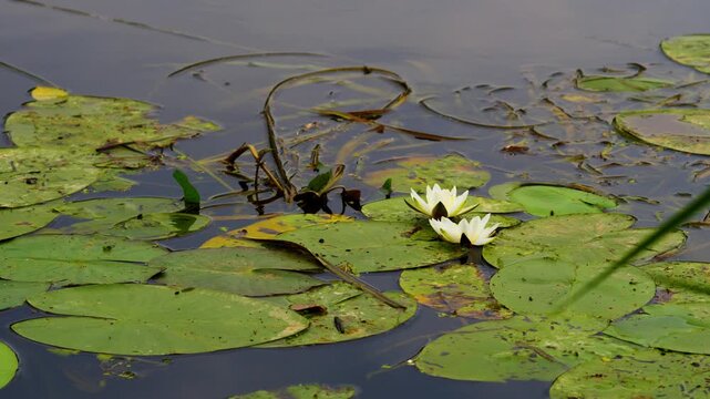 White Water Lilies Blooming Among Green Lily Pads on a Tranquil Pond