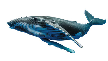 Majestic humpback whale swimming gracefully, isolated on transparent background © Iura