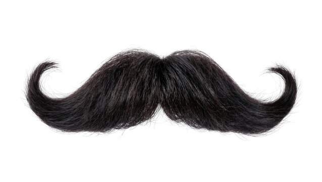 Thick black handlebar mustache with curled ends, isolated on transparent background