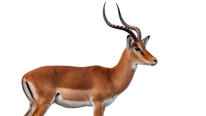 Male impala antelope with curved horns, isolated on transparent background © Iura