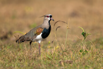 Obraz premium Southern Lapwing - Vanellus chilensis, beautiful colored lapwing from Central and Latin America fresh water coasts and meadows, Pantanal, Brazil.