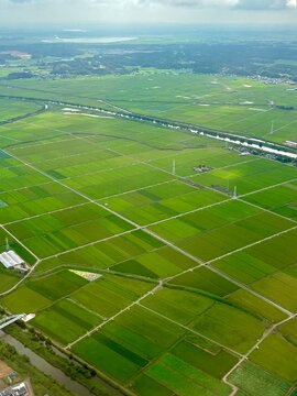 Aerial View of Green Rice Fields in Chiba, Japan