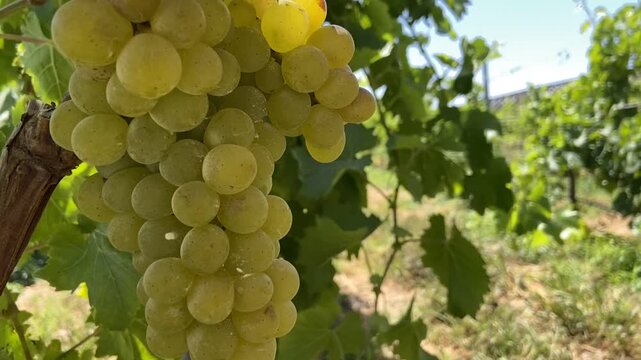 A close-up of a bunch of ripe green grapes of Marmajuelo variety on a vineyard background, grape harvest, viticulture, G&uuml;&iacute;mar, Tenerife, Canary Islands, Spain,4K. 