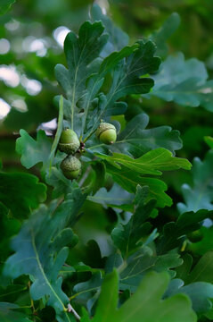 young green acorns in oak leaves on tree branches close up, abstract natural background. forest landscape with oak acorns in foliage. summer season. template for design.