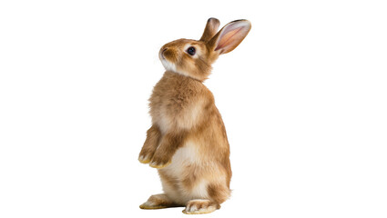 Curious brown rabbit standing on hind legs looking up, isolated on transparent background © Iura