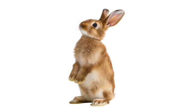 Curious brown rabbit standing on hind legs looking up, isolated on transparent background