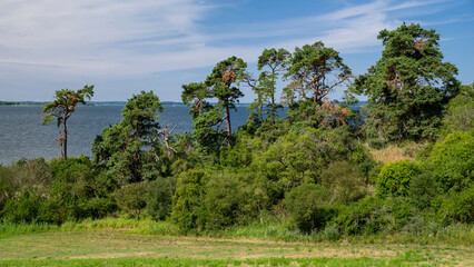 Fototapeta premium Küstenwald am Loddiner Höft auf Usedom