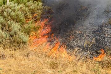 Intense wildfire burning dry grass The Concept of environmental disaster © VicVaz