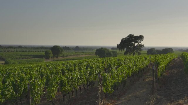Panning shot of lush vineyard rows and a majestic oak tree in Bolgheri, Tuscany. Wine countryside landscape. High quality 4K video.
