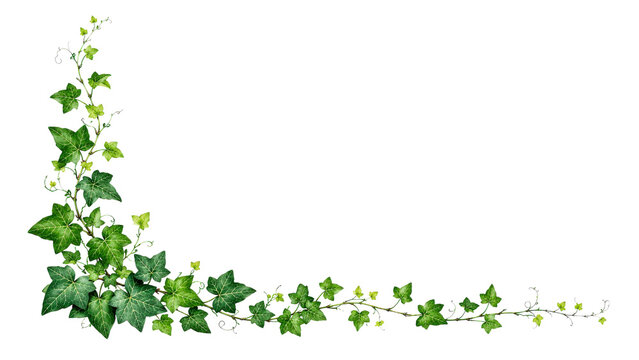 Ivy Vine Green Corner Frame on Transparent Background