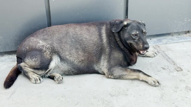 An overweight dog rests wearily on the hot concrete ground. It pants heavily from the intense summer heat, looking completely exhausted and sad.