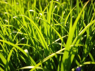 Obraz premium Lush green blades of grass sway gently in sunlight, outdoors, garden
