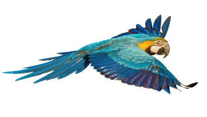Blue and yellow macaw parrot in flight, isolated on transparent background © Veaceslav