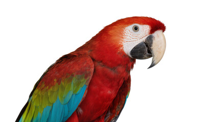 Vibrant red and green macaw parrot with large beak, isolated on transparent background © Maria