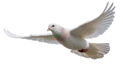 Obraz premium White dove with pink and green neck feathers wings spread, isolated on transparent background