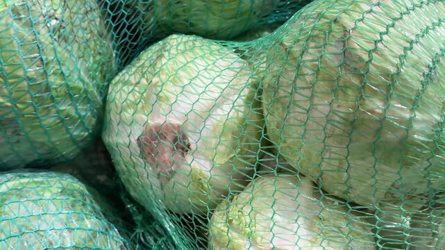 Fresh green cabbages packed in protective mesh bags are neatly displayed in the vegetable section of a grocery store, offering a healthy seasonal choice for everyday cooking. Close up.