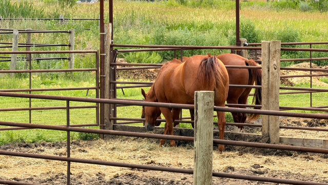 Two chestnut horses grazing hay in rustic metal corral on farm