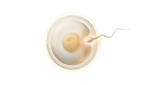 Single sperm cell reaching a mature human egg for fertilization