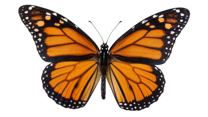 Monarch butterfly with orange wings and black veins, isolated on transparent background © Maria