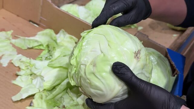 A vendor carefully peels away damaged outer cabbage leaves and places them into a box, preparing the vegetable for a cleaner and more attractive display before selling. Close up.