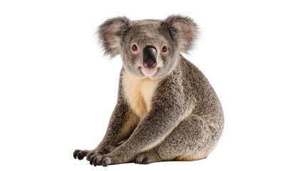 Fluffy grey koala sitting, isolated on transparent background © Maria