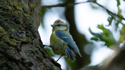 A tit in the branches © Laurie