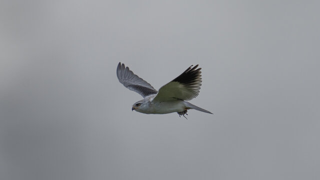 A young Black-winged Kite in the sky