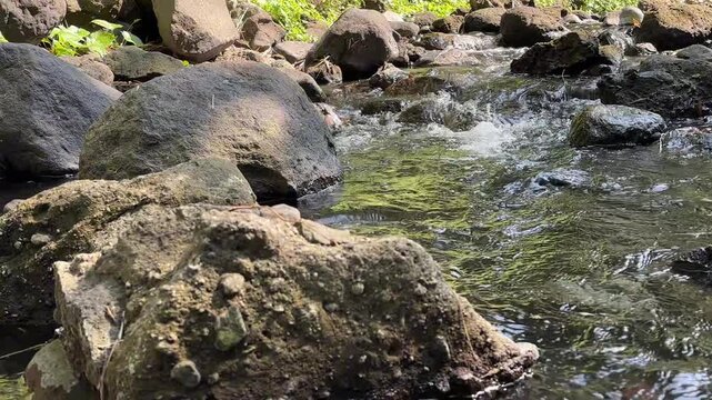 Rocks in a Stream: Large, textured rocks are submerged in a flowing stream, with dappled sunlight illuminating the clear water and surrounding greenery.