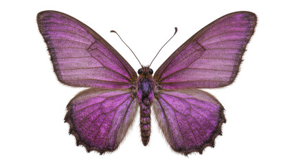 Vibrant purple butterfly with intricate wing patterns, isolated on transparent background © Maria
