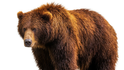 Obraz premium Brown grizzly bear with thick fur, isolated on transparent background