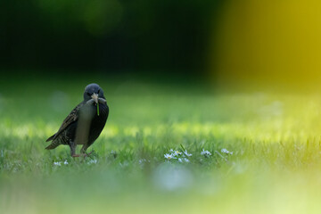 Blackbird eating on the lawn © Laurie