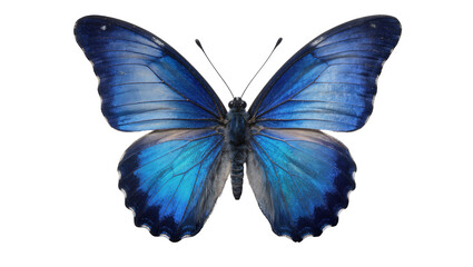 Vibrant blue morpho butterfly with intricate wing patterns, isolated on transparent background © Maria