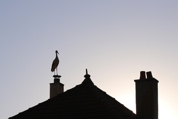 cigogne à la tombée de la nuit  © fotoeliane